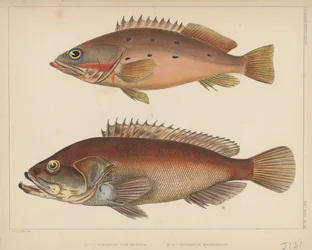 1. Tsirimenara ânus, ânus 2. Marginal de 1855